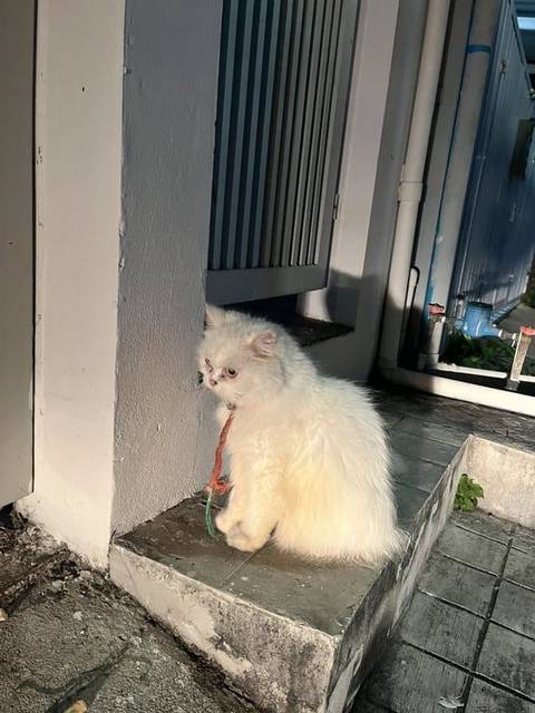 แมว ขาว แมวเปอเซียสีขาวล้วน มีเชือกล่ามผูกบริเวณปลอกคอ น้องน่าจะกัดเชือกจนหลุดออกมา