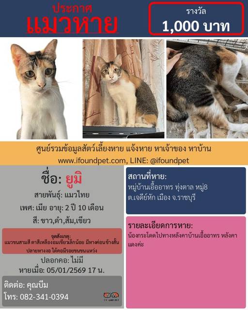 แมว ขาว ดำ ส้ม เขียว แมวขนสามสี ตาสีเหลืองอมเขียวเล็กน้อย มีหางค่อนข้างสั้น ปลายหางงอ ใต้คอมีรอยขนขนแหว่ง · ไม่มี