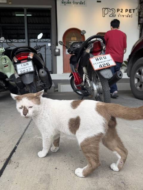 แมว น้ำตาล ขาว น้องแมวเพศผู้ ยังไม่ได้ทำหมัน จมูกสีน้ำตาล ตัวสีขาว ลายจุดสีน้ำตาล พบน้องบริเวณคลีนิครักษาสัตว์ P2PET พีทูเพท ถนนข้าวหลาม คลองสาม คลองหลวง จ.ปทุมธานี วันที่ 11 กรกฎาคม 2569 เวลา 08:54 น.