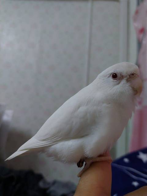 นก ขาว ข้อเท้าสีชมพู มีเบอร์โทร