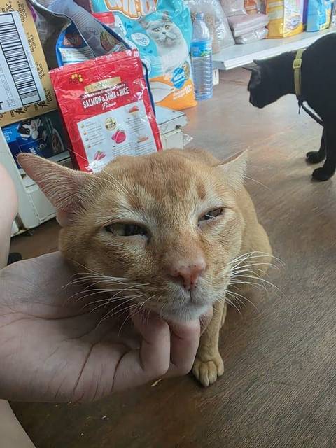 แมว ส้ม ที่หลังคอไม่มีขน หางสั้น · ไม่มี