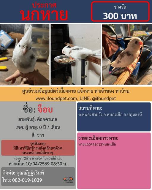 นก ขาว มีสีเทาที่ปีกข้างหลังคล้ายๆตัวV ตรงหน้าอกมีสีเทาๆ มีห่วงขา2ข้าง ห่วงเปิดกับห่วงสีน้ำเงินมีเบอร์โทร