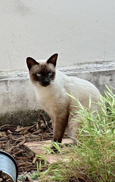 แมว วิเชียรมาศ น้องติดสัด มาติดแมวที่บ้านเรา (แมวเราทำหมันหมดแล้ว) ไม่ไปไหนเลยและไม่มีเจ้าของมาตามหาด้วย คิดว่าคงจะจร แต่ลองประกาศหาเจ้าของก่อนค่ะ ถ้าไม่เจอจะเอาไปทำหมัน