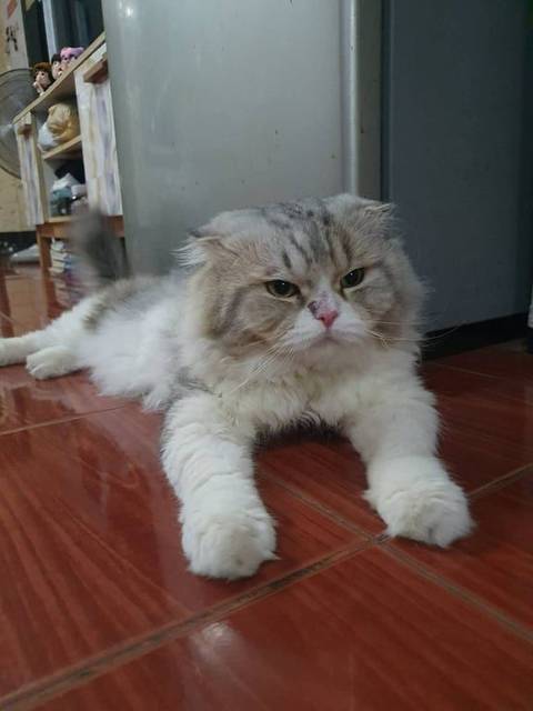 แมว ขาว เทา จมูกมีปานเทา ขนตรงโคนหางสีส้มอ่อนๆ · ไม่มี