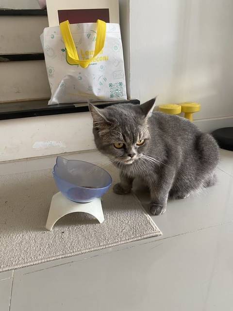 แมว silver สี silver ไม่ทราบเพศ เหมือนผสมมันช์กิ้น ขาสั้นเล็กน้อย