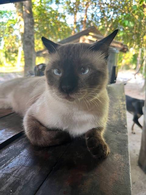 แมว ขาว ดำ เทา เเผลที่ขา ขนตามลำตัวมีเเผลถลอก · ไม่มี
