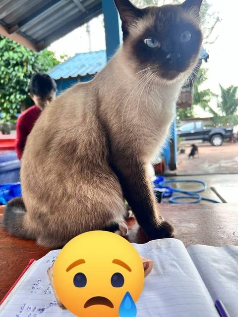 แมว วิเชียรมาศ เทา ที่ปลายหางจะกุดๆ · ไม่มี