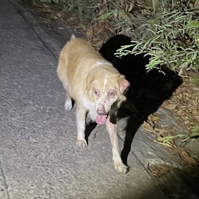 สุนัข ขาว น้ำตาลอ่อน
