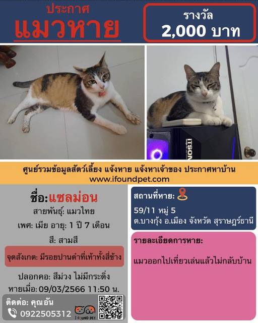 แมว สามสี มีรอยปานดำที่เท้าทั้งสี่ข้าง · สีม่วง ไม่มีกระดิ่งปลอกคอสีม่วง
