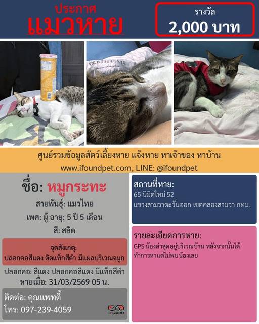แมว สลิด ปลอกคอสีแดง ติดแท็กสีดำ มีแผลบริเวณจมูก · สีแดง ปลอกคอสีแดง มีแท็กสีดำ