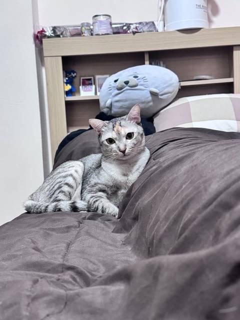 แมว เทา ขาว ส้ม มีแต้มขนสีส้มตรงหน้าผากแต้มเดียว · ไม่มี
