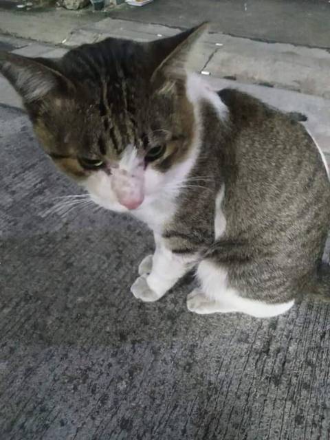 แมว ขาวดำ ตัวใหญ่ เชื่อง น้องมีแผลตามขา แต่แห้งแล้ว