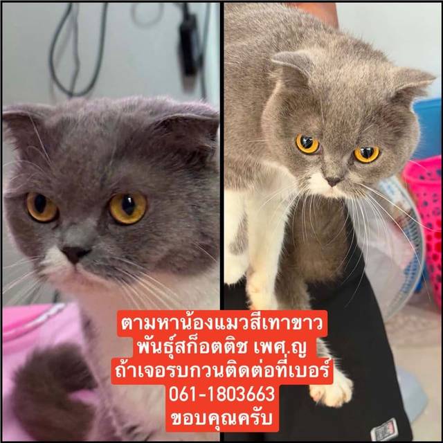 แมว ขาว เทา หน้าเทา แววตาดุ · ไม่มี