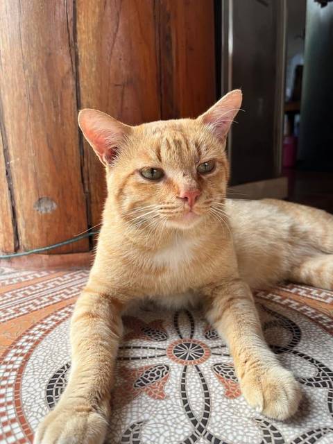 แมว ส้ม หน้าสั้นไม่ยื่นยาว มีแผงขนสีขาวที่หน้าอกและหว่างขา · ไม่มี