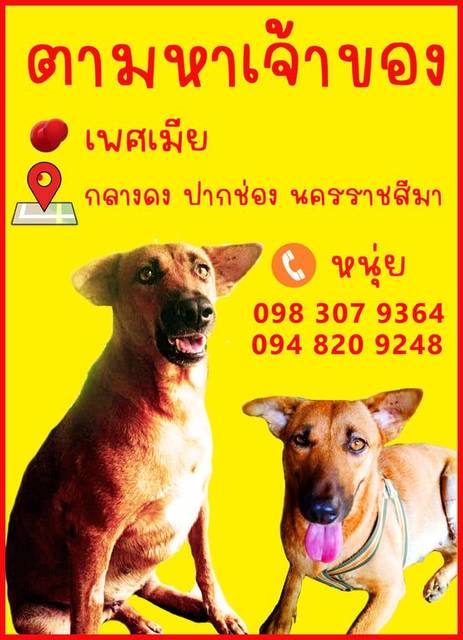 สุนัข น้ำตาลแดง