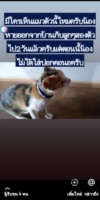 แมว สามสี มีสีขาวสีน้ำตาลสีเทาไม่เเน่ใจว่าสีเทาใช่ไหม · ไม่มี