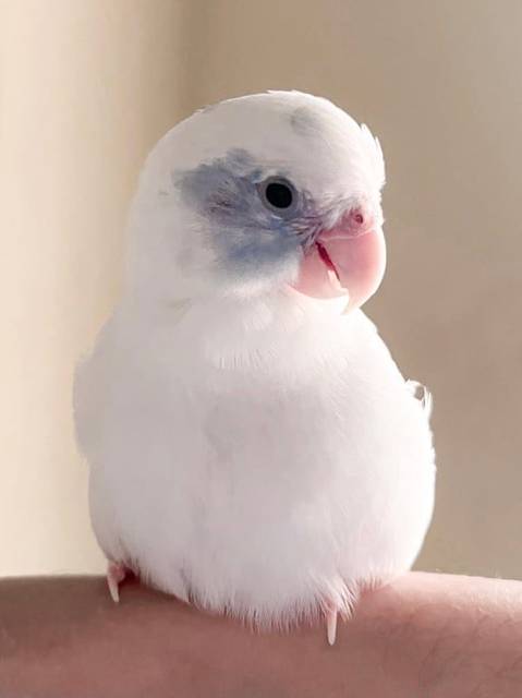 นก ขาว ฟ้า ขาวทั้งตัว มีสีฟ้าแต้มที่ตาและแก้มทั้งสองข้าง
