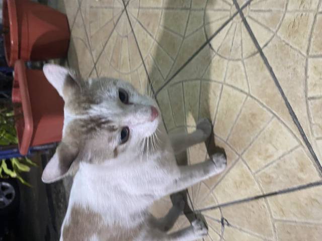 แมว ขาว มีลายสีส้ม ร้องเสียงดังเวลาหิว ตาสีขาว มีลายหัวใจใหญ่ๆตรงท้อง