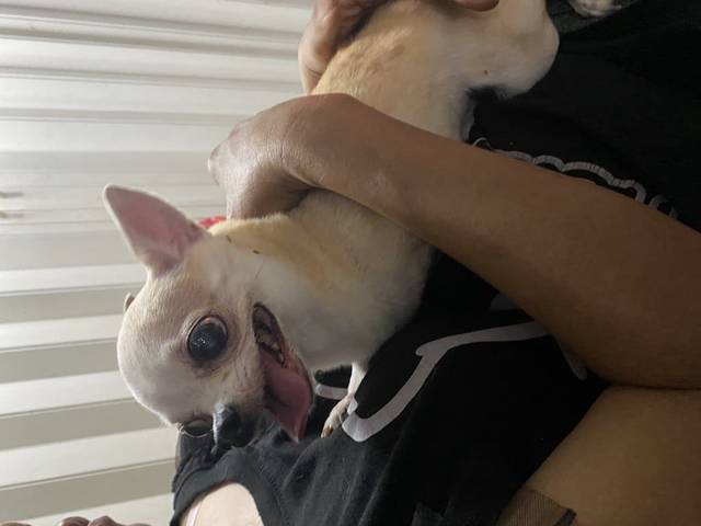 สุนัข ขาวผสมเนื้อ น้องเป็นชิวาวาขนสั้น มีอายุ ไม่ดื้อ
