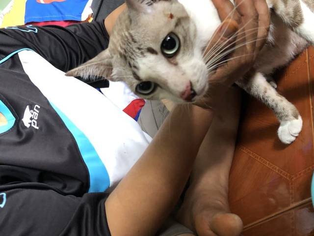 แมว ขาวเปื้อนลายคล้ายๆปลานิน ตัวยาว อายุประมาณ3ปีขึ้น หูตั้ง ไม่อ้วน