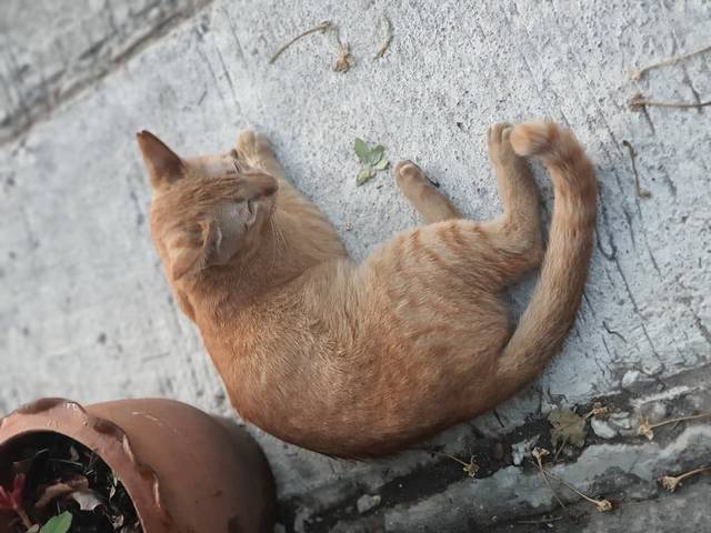 แมว ส้ม ยังไม่ทำหมัน