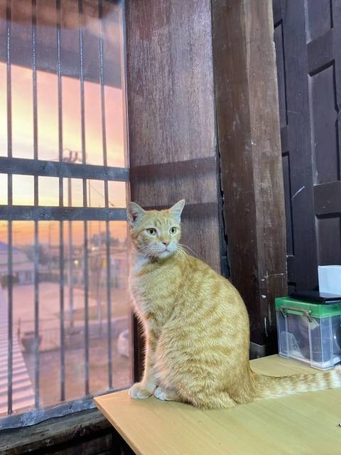 แมว ขาว ส้ม ใต้คางมีสีขาว · ไม่มี