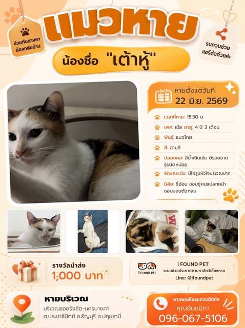 แมว สามสี มีไฝรูปหัวใจบริเวณปาก · สีน้ำเงิน ปลอกคอสีน้ำเงินเข้ม มีรอยขาดรุ่ยนิดหน่อย