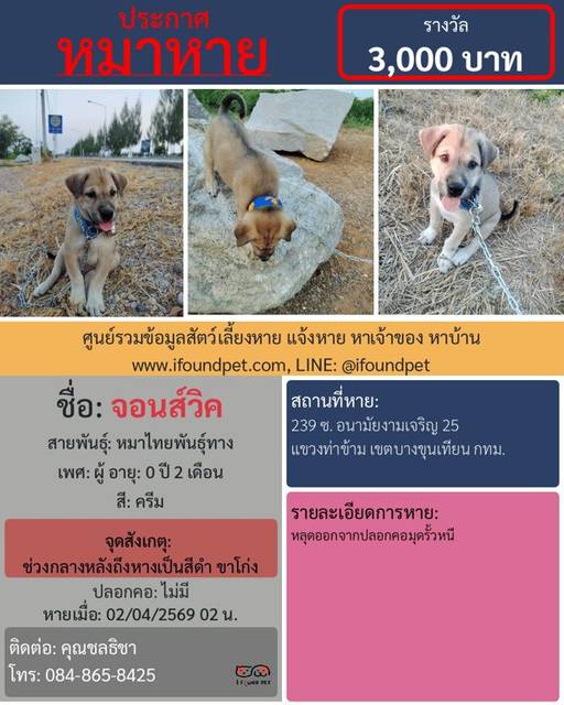 สุนัข ครีม ช่วงกลางหลังถึงหางเป็นสีดำ ขาโก่ง · ไม่มี