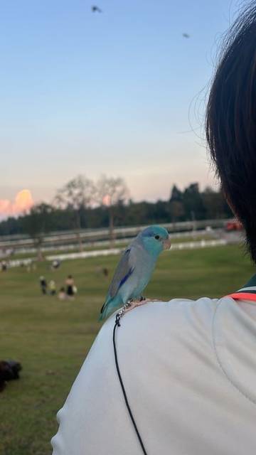 นก ฟ้า มีสีน้ำเงินตรงหางตา หลัง และปลายปีก