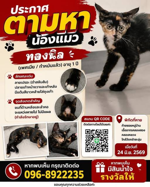 แมว ดำ เปรอะ หน้าน้องจะสีส้มดำขาว ขนที่ลำคอจะแหว่งหายไป · ไม่มี