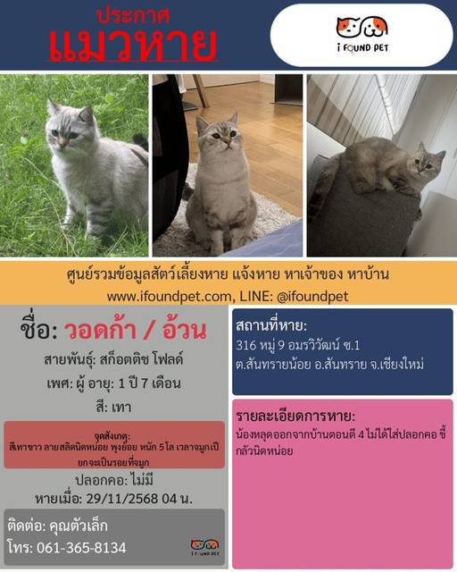 แมว เทา สีเทาขาว ลายสลิดนิดหน่อย พุงย้อย หนัก 5 โล เวลาจมูกเปียกจะเป็นรอยที่จมูก · ไม่มี