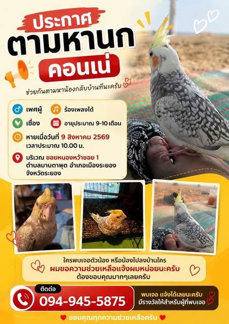 นก เทา ขาว ข้อเท้ามีห่วง