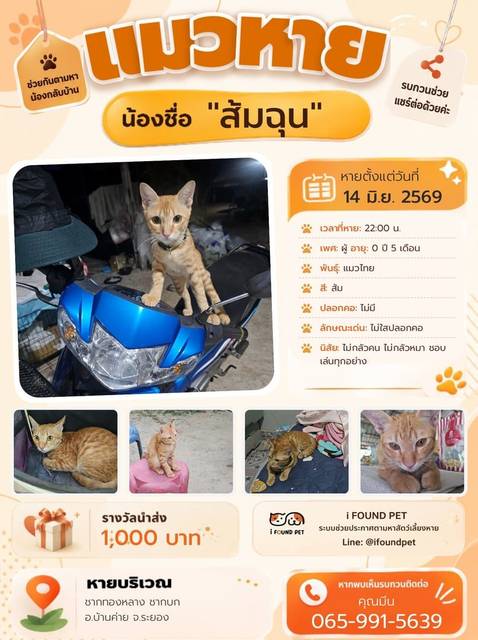 แมว ส้ม ไม่ใสปลอกคอ · ไม่มี